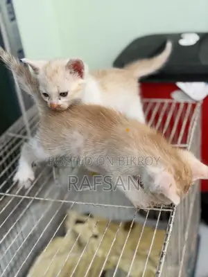 ০-১ মাস বয়সী পুরুষ মিক্সড ব্রিড পার্সিয়ান