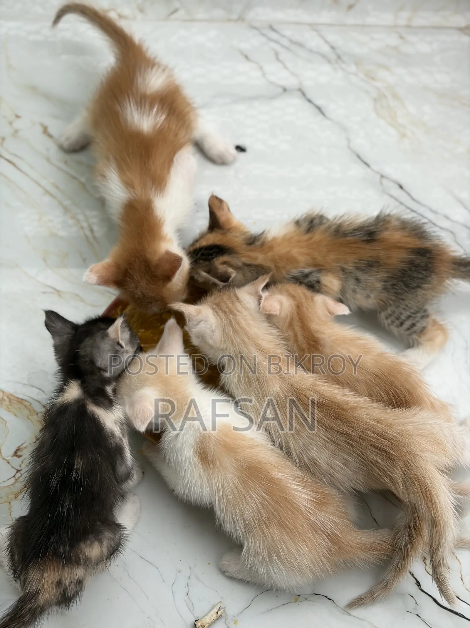 ০-১ মাস বয়সী পুরুষ মিক্সড ব্রিড পার্সিয়ান