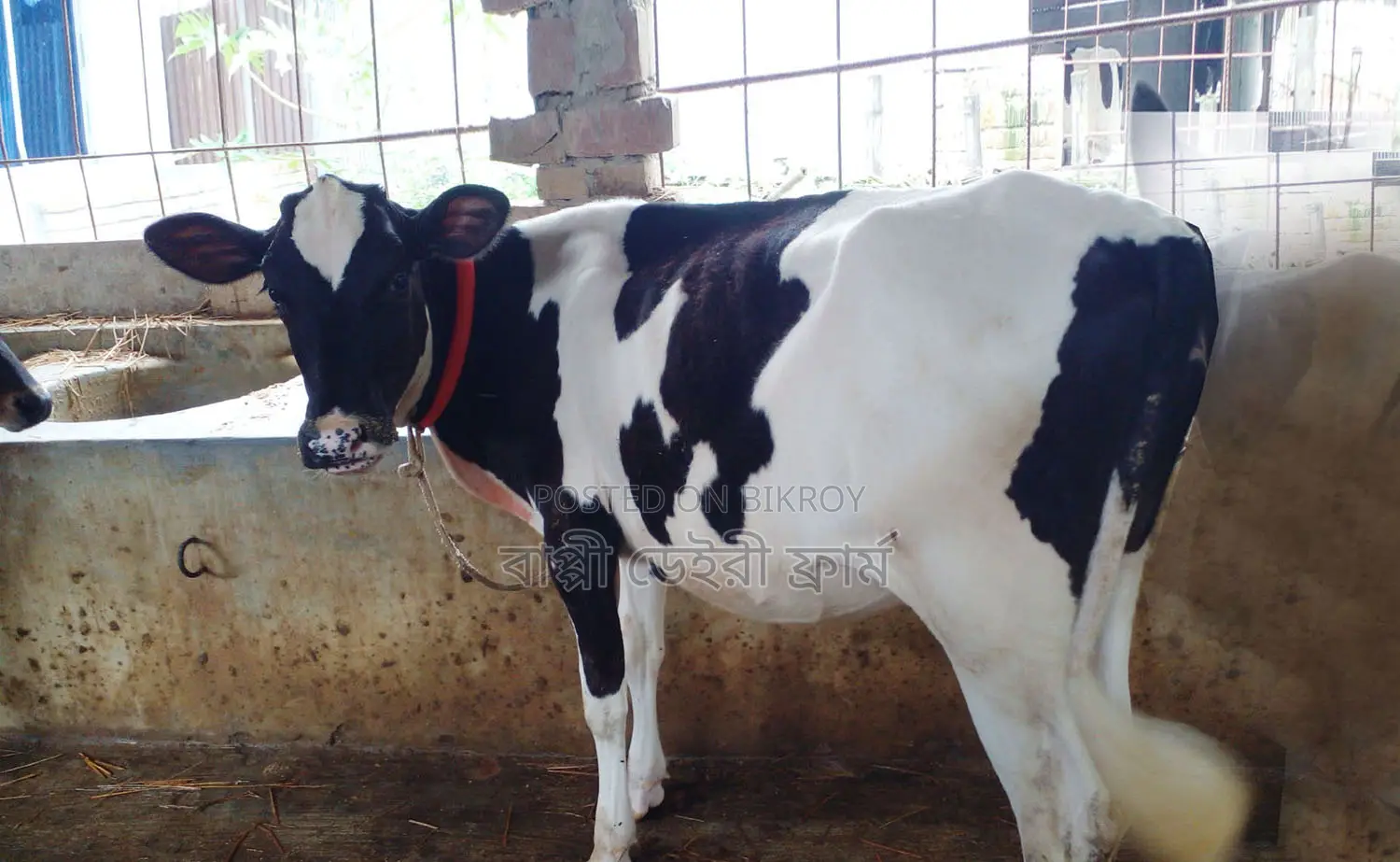 No. 1426 Improved Breed Heifer