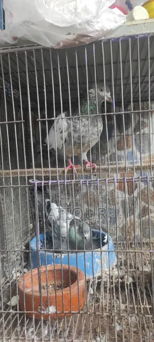 Pigeons with Cage