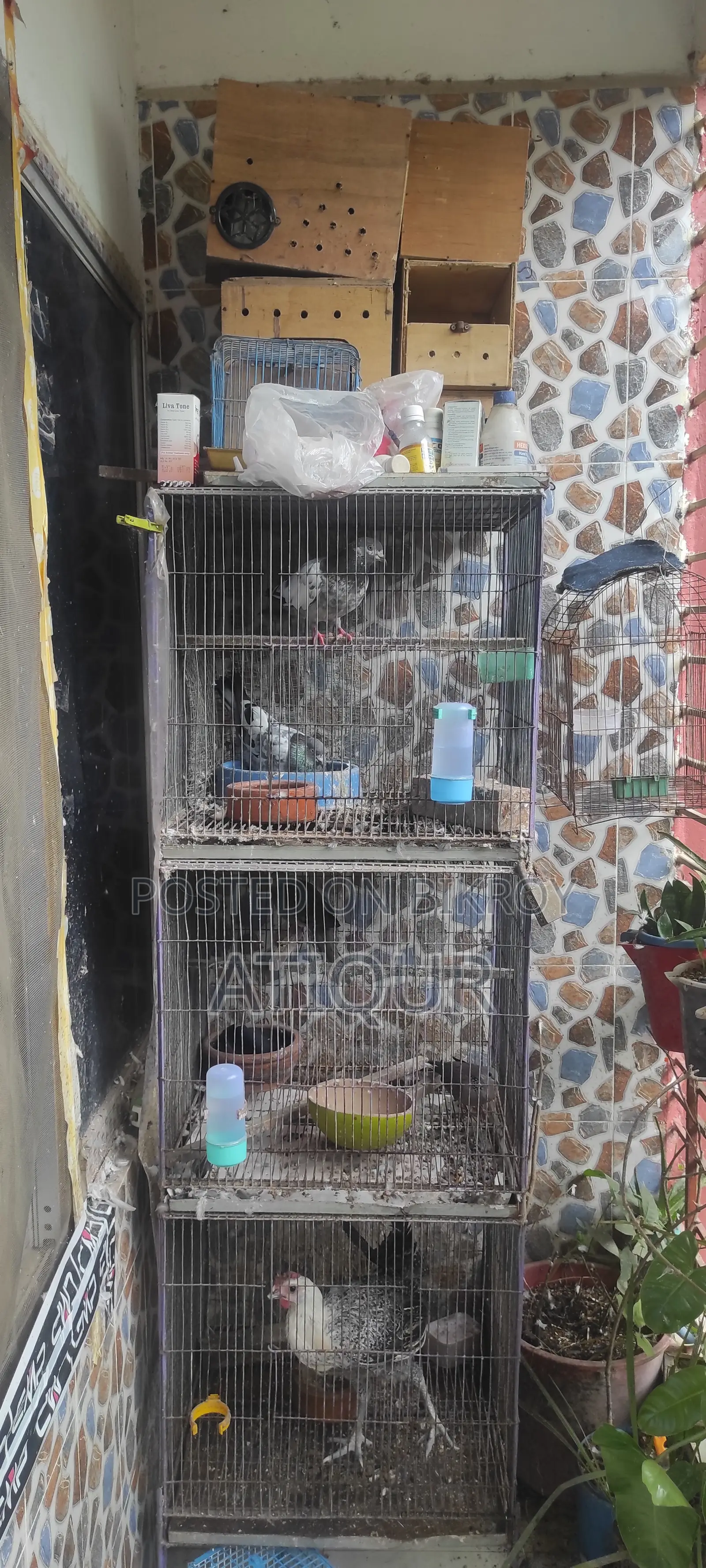 Pigeons with Cage