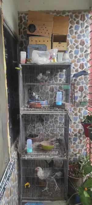 Pigeons with Cage