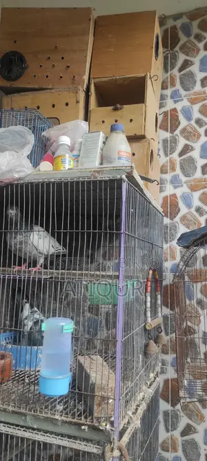 Pigeons with Cage