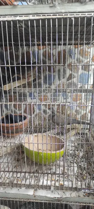 Pigeons with Cage