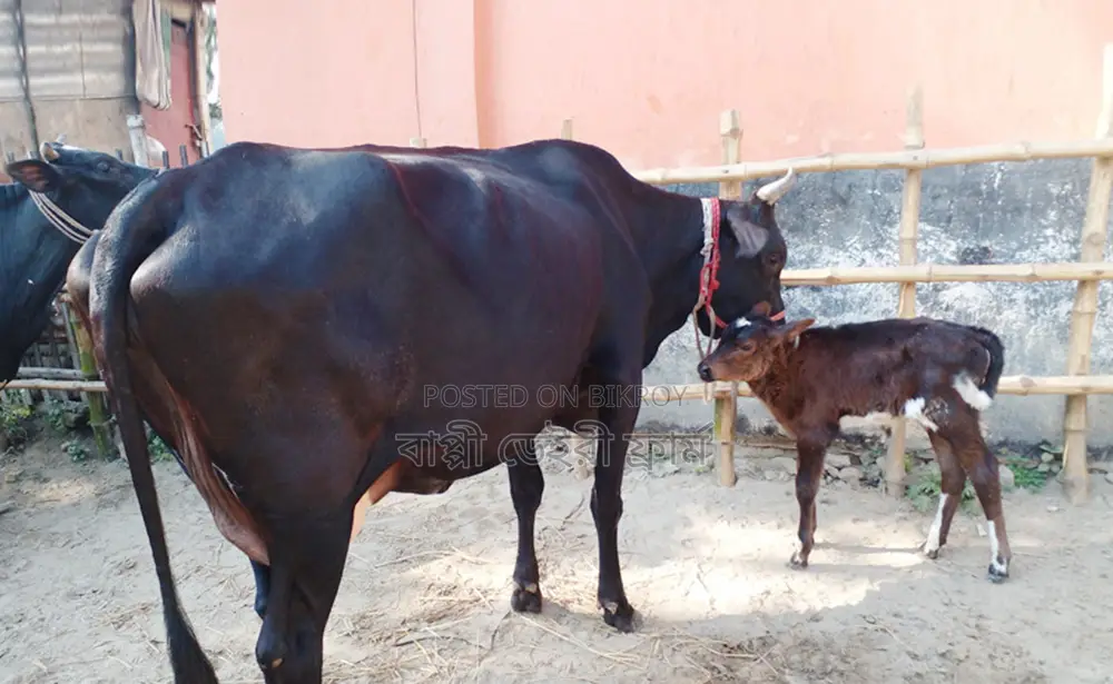 High-quality cow number 1427 for sale.
