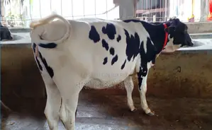 Buy a good heifer for rearing, number 1428.