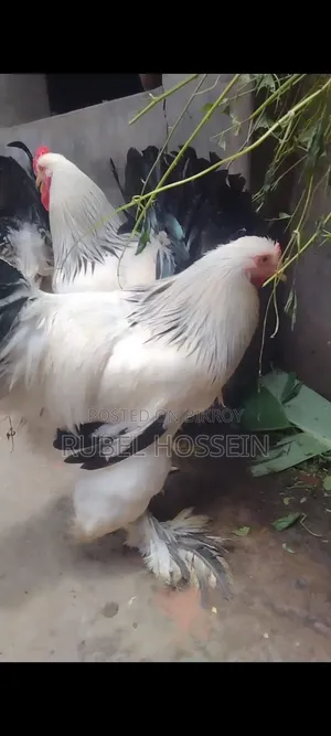সিল্কি ব্রাহামা মুরগী বিক্রি করা হবে!!
