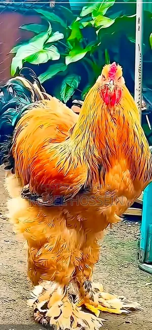 সিল্কি ব্রাহামা মুরগী বিক্রি করা হবে!!