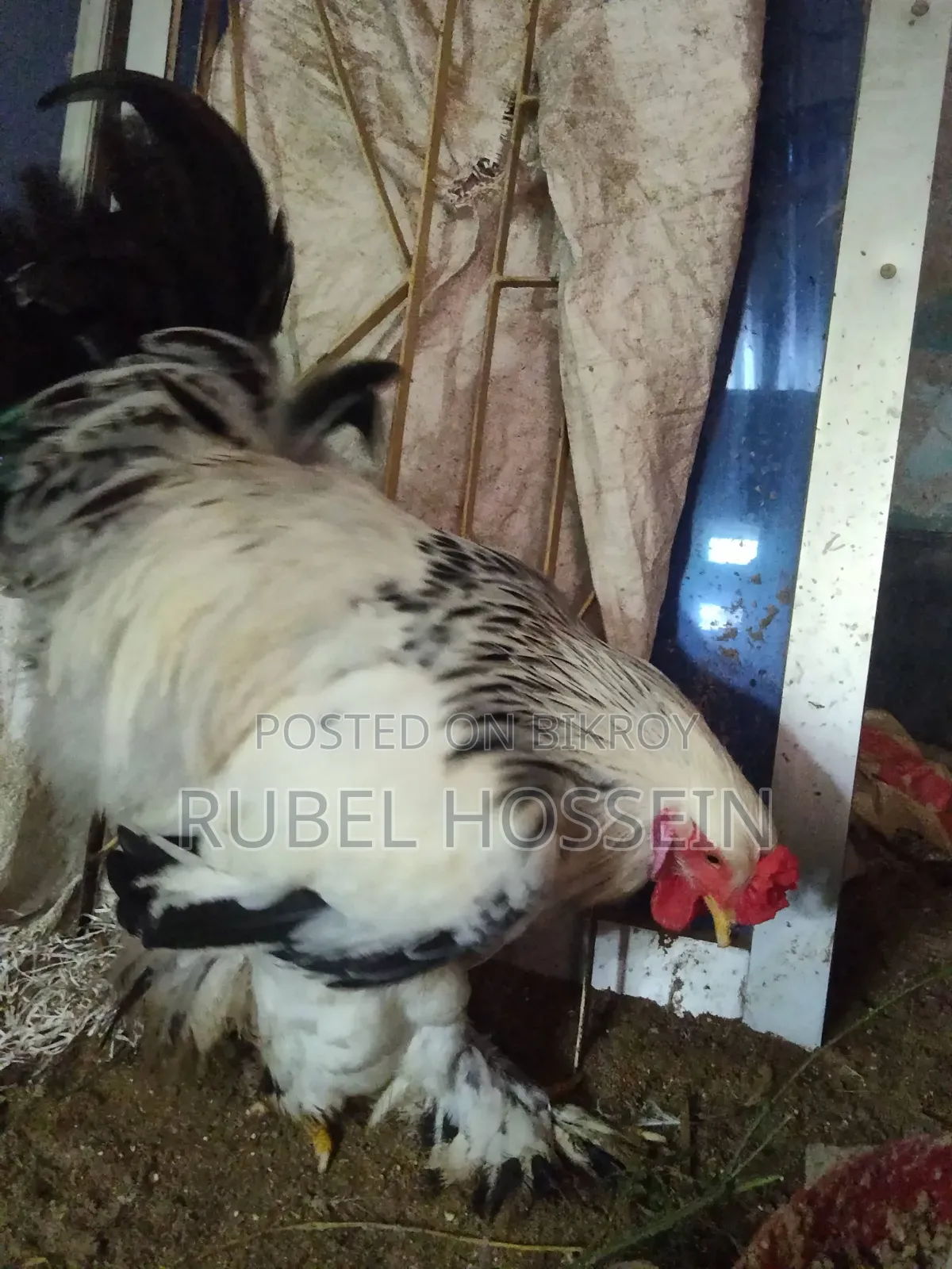 সিল্কি ব্রাহামা মুরগী বিক্রি করা হবে!!
