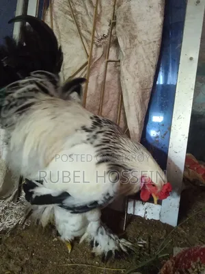 সিল্কি ব্রাহামা মুরগী বিক্রি করা হবে!!