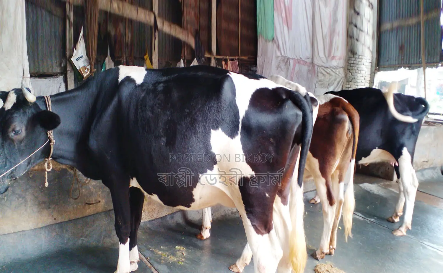 ১৪২৯নং উন্নত জাতের ৩টি গাভী বিক্রয় হবে।