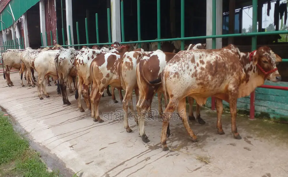 9 male calves of number 1430 will be sold.