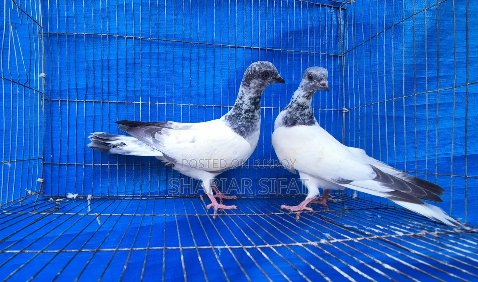 গ্রিন নিক বুদাপেস্ট বেবি পেয়ার