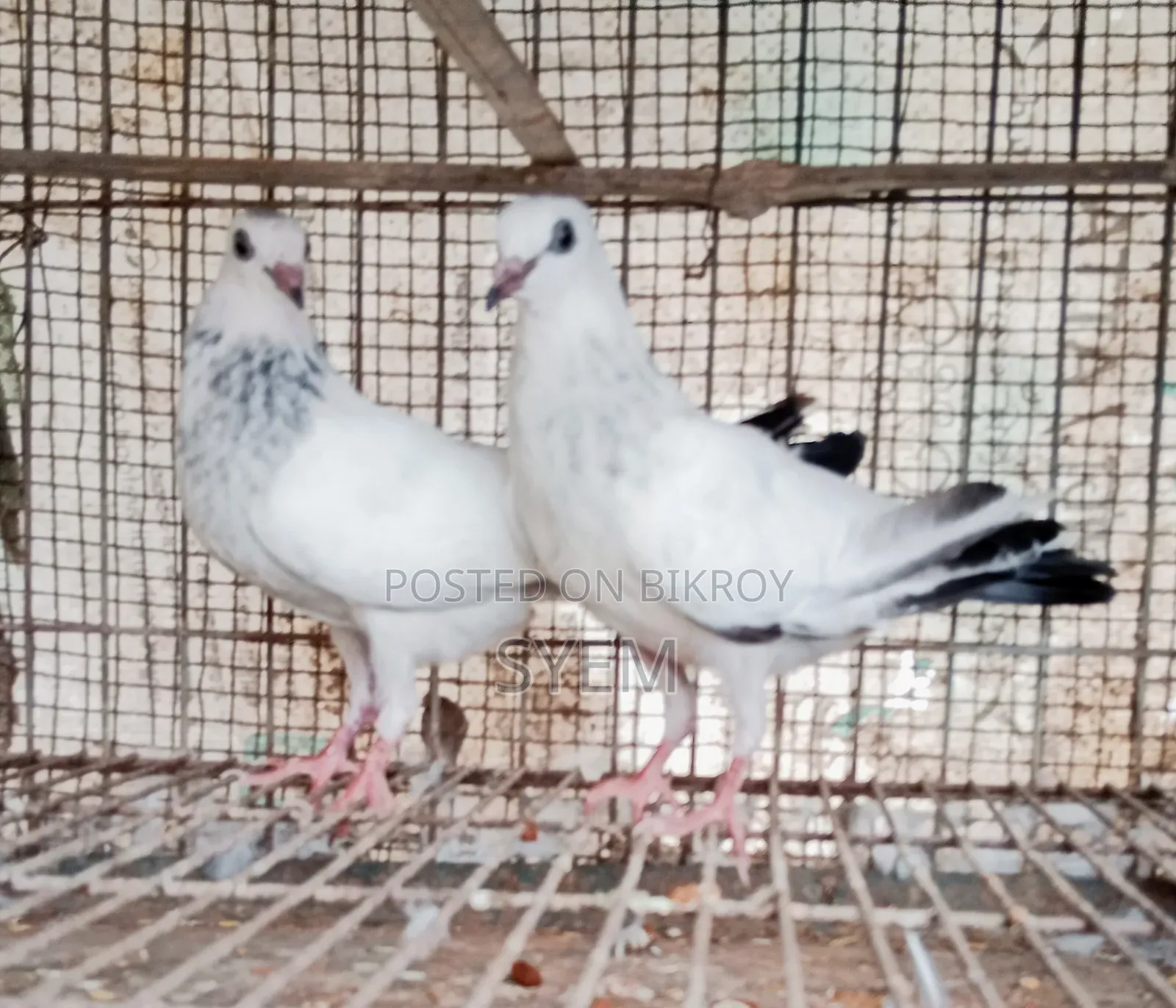 ইন্ডিয়ান কালদম বাচ্চা