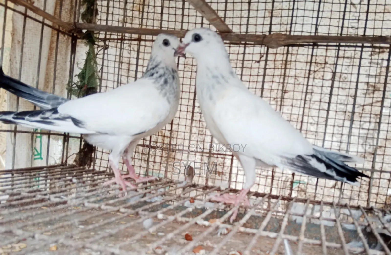 ইন্ডিয়ান কালদম বাচ্চা