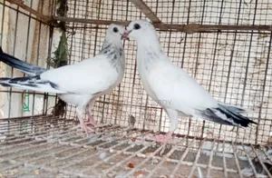 ইন্ডিয়ান কালদম বাচ্চা