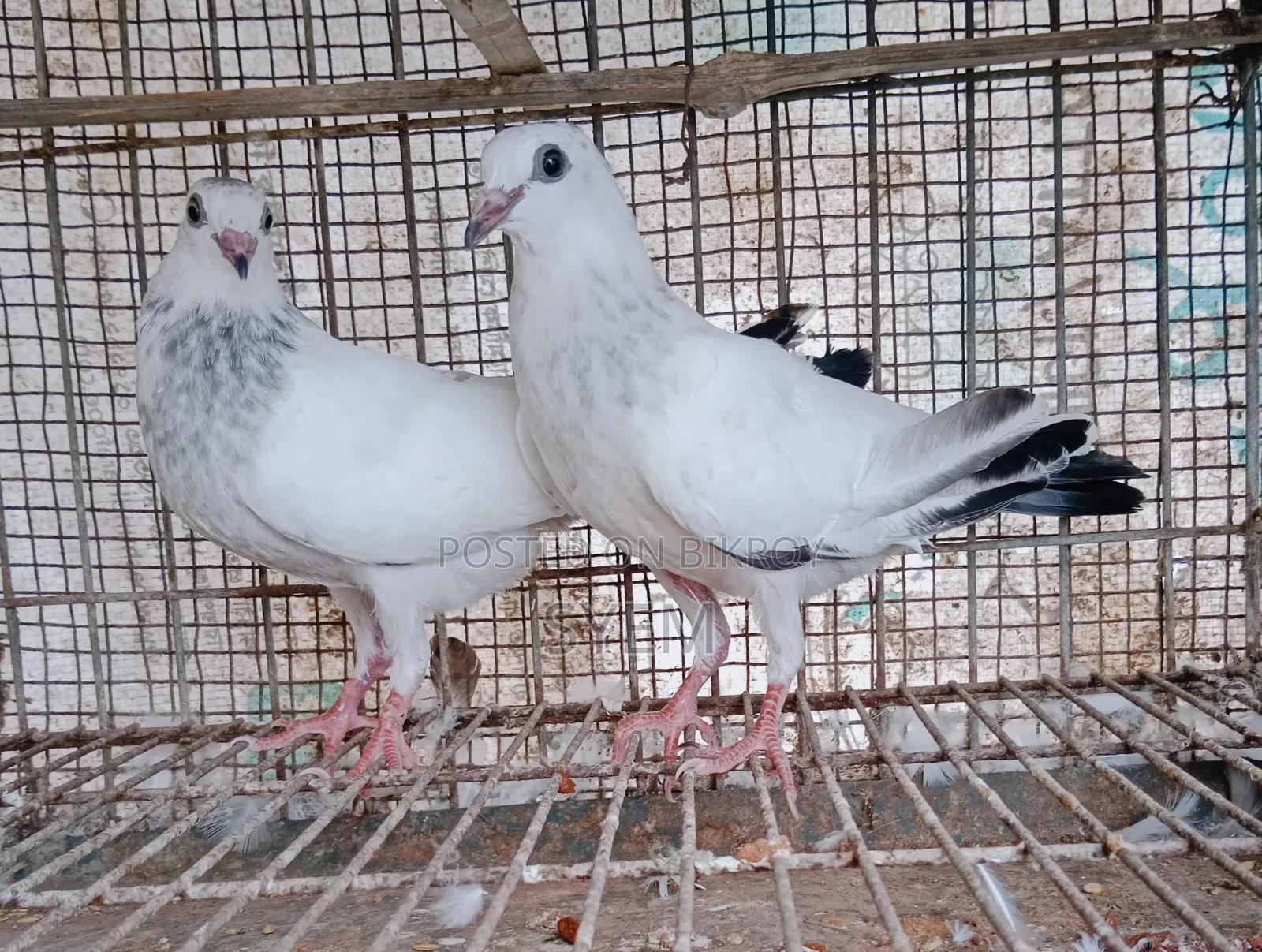 ইন্ডিয়ান কালদম বাচ্চা