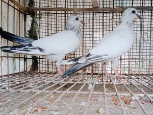ইন্ডিয়ান কালদম বাচ্চা