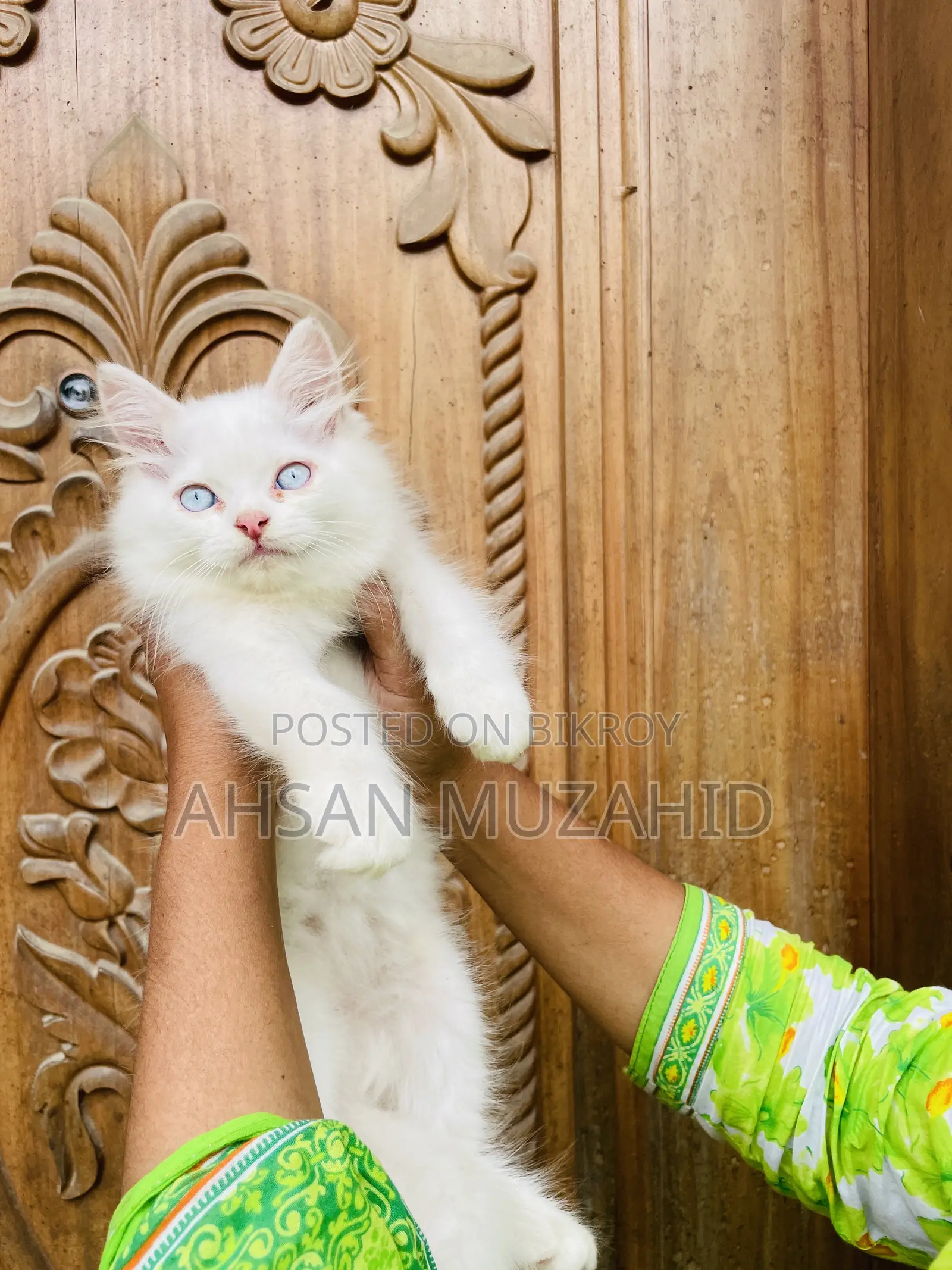 1-3 Months Female Purebred Persian