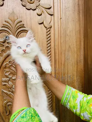 1-3 Months Female Purebred Persian