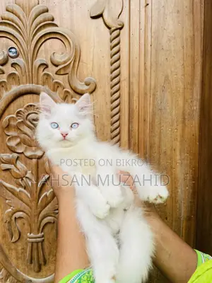 1-3 Months Female Purebred Persian