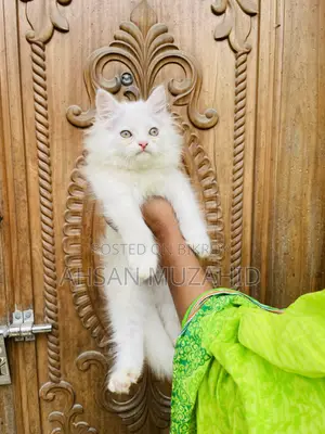 1-3 Months Female Purebred Persian