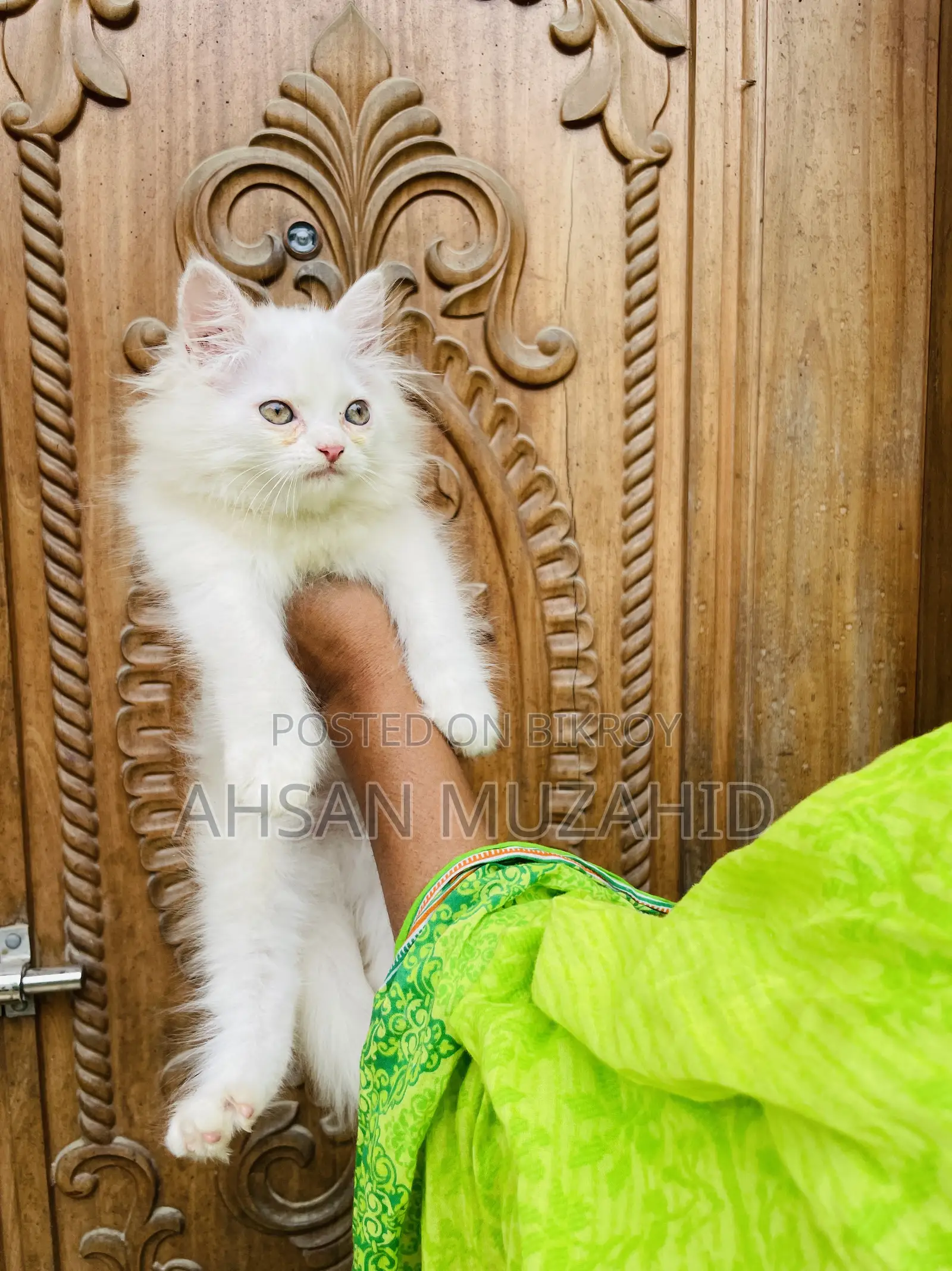 1-3 Months Female Purebred Persian
