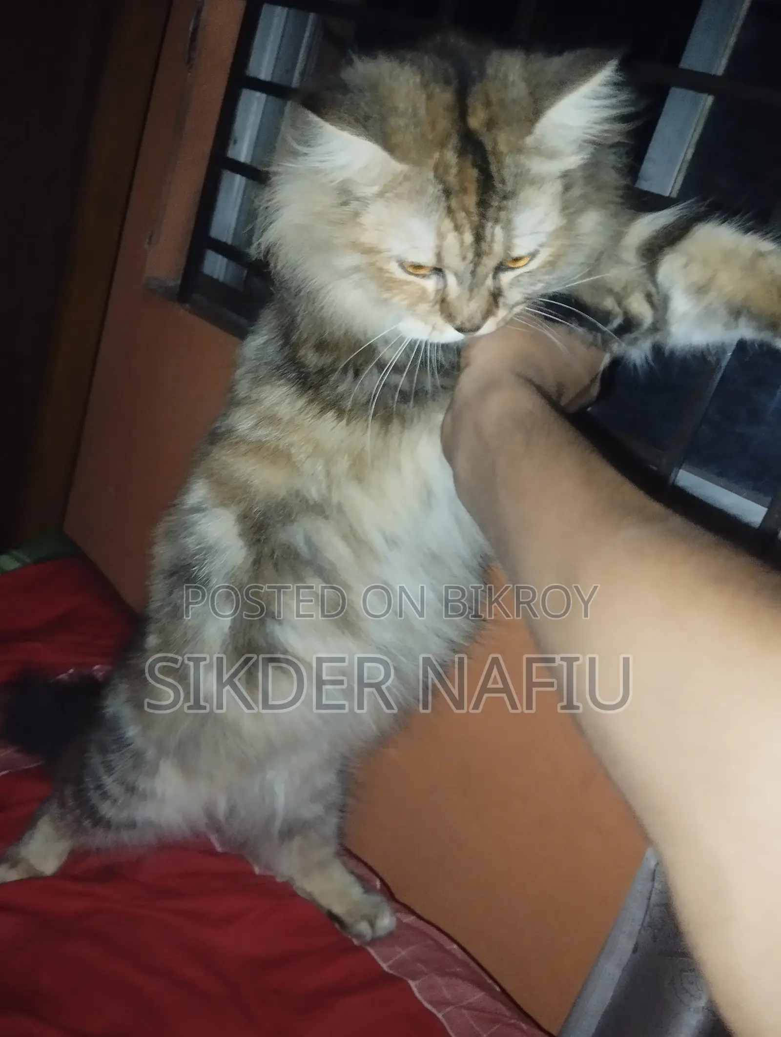 6-12 Months Female Purebred Persian Cat