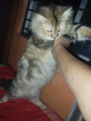 6-12 Months Female Purebred Persian Cat