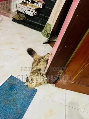6-12 Months Female Purebred Persian Cat