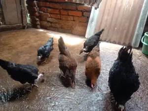 দেশী মুরগী বিক্রয় করা হবে।