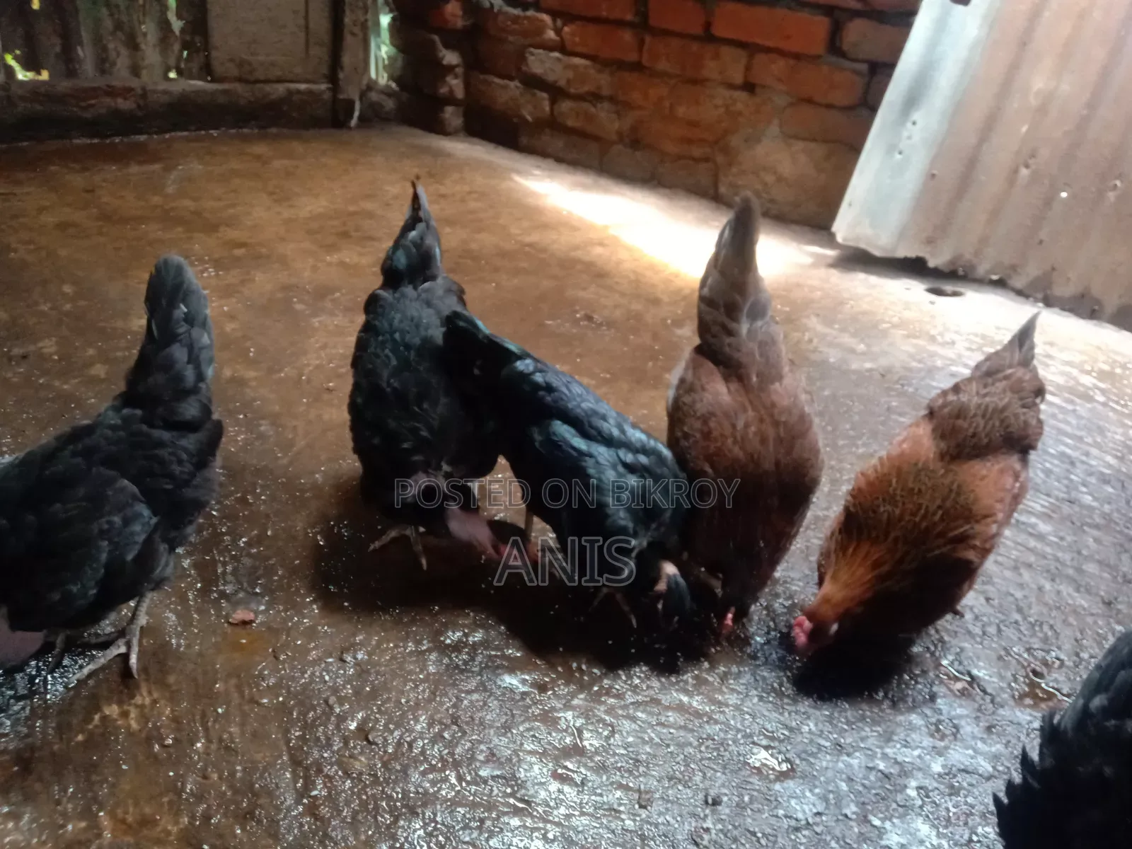 দেশী মুরগী বিক্রয় করা হবে।