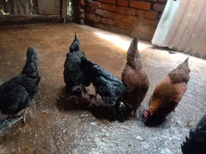 দেশী মুরগী বিক্রয় করা হবে।