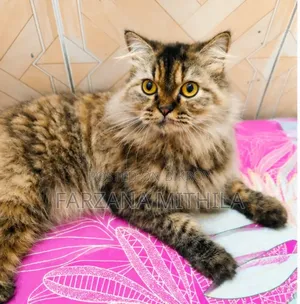 1+ Year Female Purebred Persian Cat