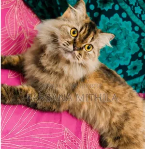 1+ Year Female Purebred Persian Cat