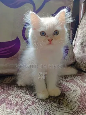 1-3 Months Male Purebred Persian