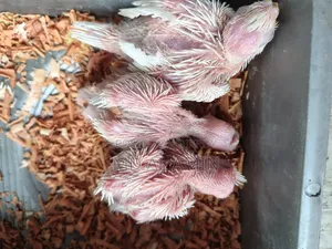 এলবিনো কোকাটেল বেবি