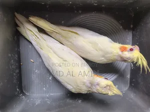 এলবিনো কোকাটেল বেবি
