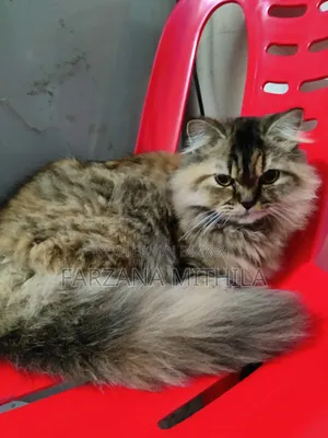 1+ Year Female Purebred Persian Cat