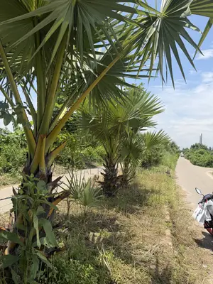 6 Katha South-facing plot for sale near Purbachal 300 feet, 75 feet road.