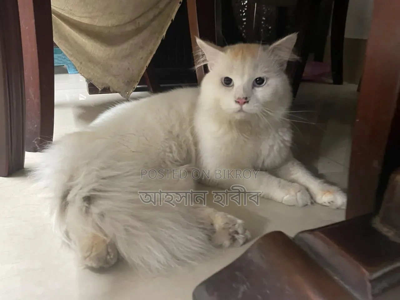 1+ Year Male Purebred Persian Cat