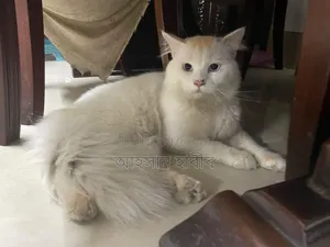 1+ Year Male Purebred Persian Cat