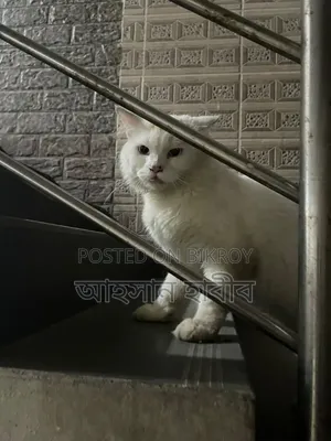 1+ Year Male Purebred Persian Cat
