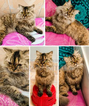 1+ Year Female Purebred Persian Cat