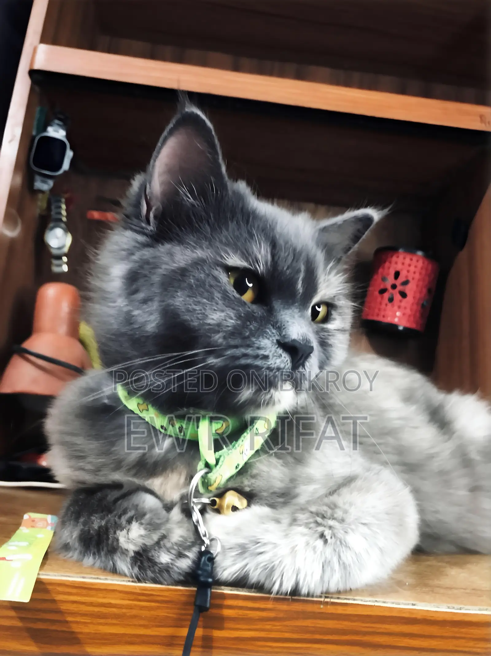 6-12 Months Female Purebred Persian