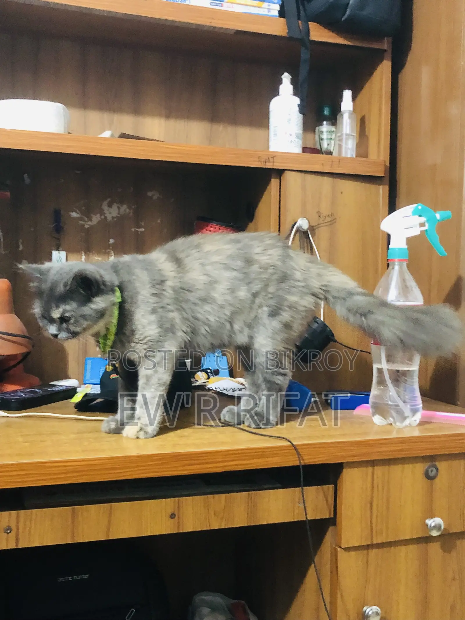 6-12 Months Female Purebred Persian