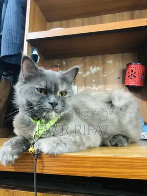 6-12 Months Female Purebred Persian