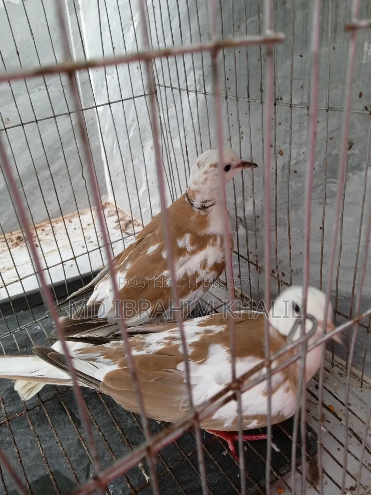 অস্ট্রেলিয়ান ঘুঘু