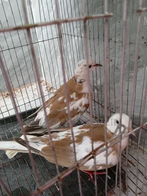অস্ট্রেলিয়ান ঘুঘু