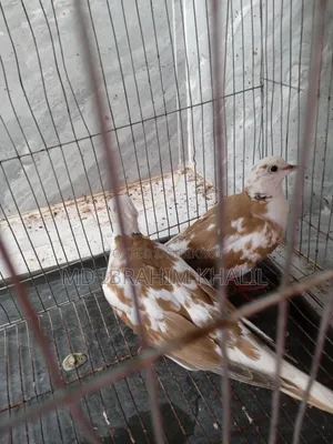 অস্ট্রেলিয়ান ঘুঘু
